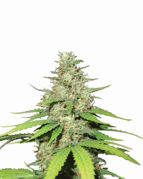 Top 44 Auto Feminised Seeds by Nirvana