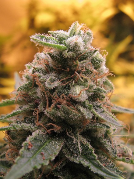 Auto Top 69 Feminised Seeds by Advanced Seeds