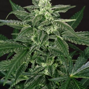 Triple A (AAA) Auto Feminised Seeds by Exotic Seed