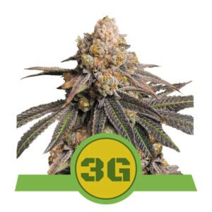 Triple G Auto Feminised Seeds by Royal Queen Seeds