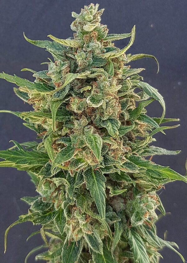 Triple XL Auto Feminised Seeds by Lineage Genetics