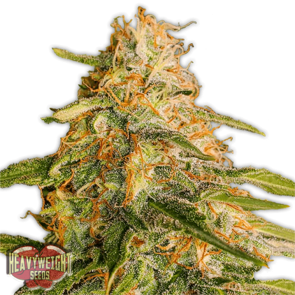 Tropic Punch Feminised Seeds by Heavyweight Seeds