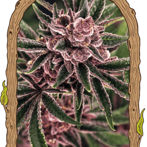 Tropical Fuel Feminised Seeds by Exotic Seed