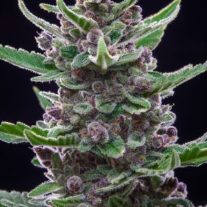 Tropicana Cookies Auto Feminised Seeds by FastBuds