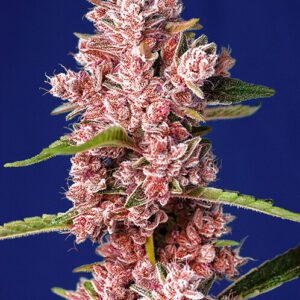 Tropicanna Poison F1 FAST Feminised Seeds by Sweet Seeds