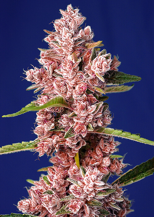 Tropicanna Poison F1 FAST Feminised Seeds by Sweet Seeds