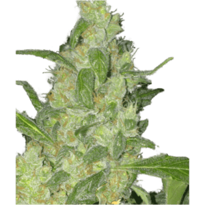 Turing Auto Feminised Seeds by Super Strains