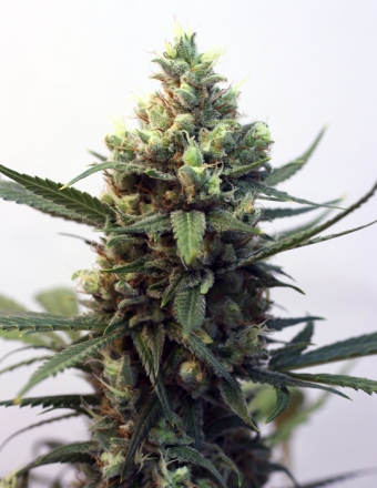 Toxic Feminised Seeds by Ripper Seeds