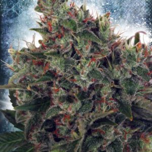 Ultra White Amnesia Feminised Seeds by Ministry of Cannabis