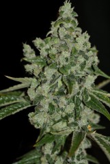 Ultra Sour Feminised Seeds by T.H. Seeds