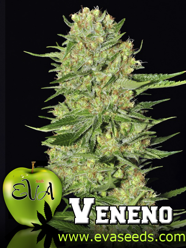 Veneno Feminised Seeds by Eva Seeds
