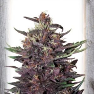 Violet Kush Auto Feminised Seeds by Garden Of Green
