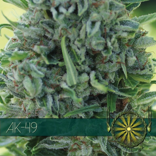 AK-49 Feminised Seeds by Vision Seeds