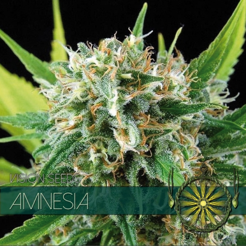 Amnesia Feminised Seeds by Vision Seeds