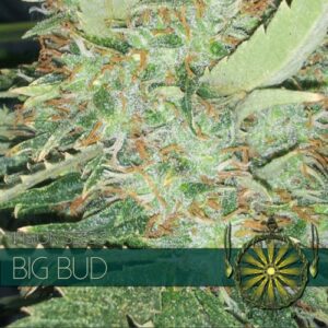 Big Bud Feminised Seeds by Vision Seeds