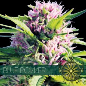 Blue Power Feminised Seeds by Vision Seeds