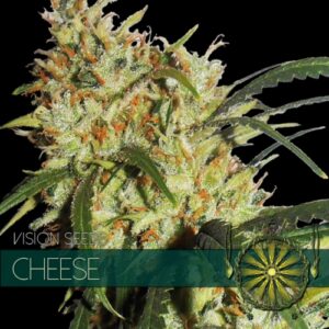 Cheese Feminised Seeds by Vision Seeds