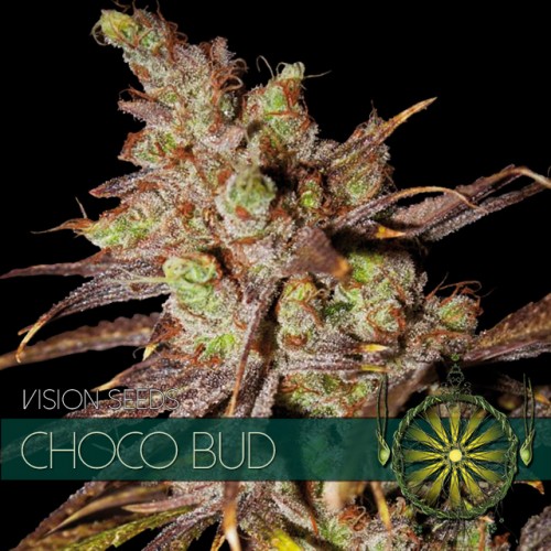 Choco Bud Feminised Seeds by Vision Seeds
