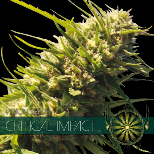 Critical Impact Feminised Seeds by Vision Seeds