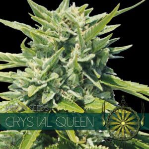 Crystal Queen Feminised Seeds by Vision Seeds