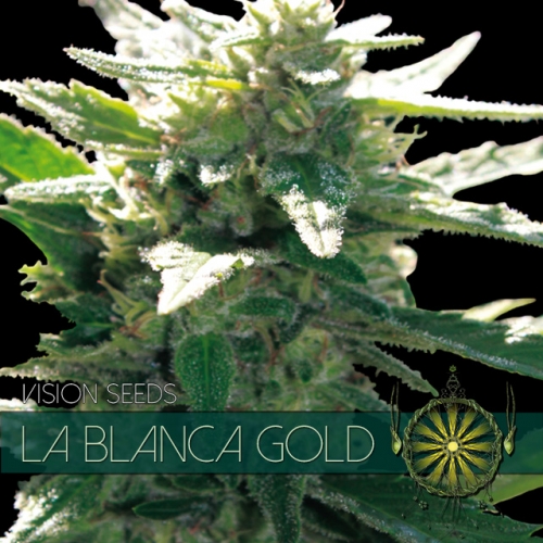 La Blanca Gold Feminised Seeds by Vision Seeds