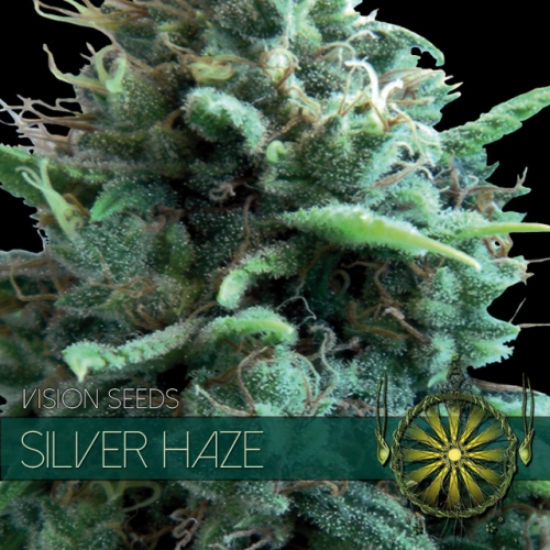 Silver Haze Feminised Seeds by Vision Seeds