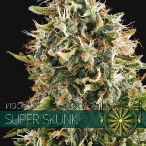Super Skunk Feminised Seeds by Vision Seeds