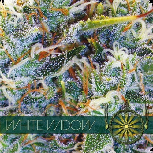 White Widow Feminised Seeds by Vision Seeds