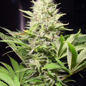 Wappa Feminised Seeds by Paradise Seeds