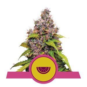 Watermelon Feminised Seeds by Royal Queen Seeds