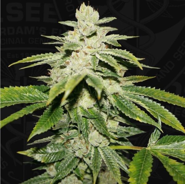 WaterMelon Ultra Feminised Seeds by T.H. Seeds