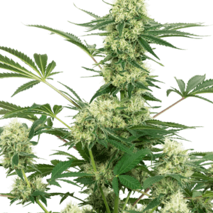 Wedding Cheesecake Feminised Seeds by White Label Seed Company