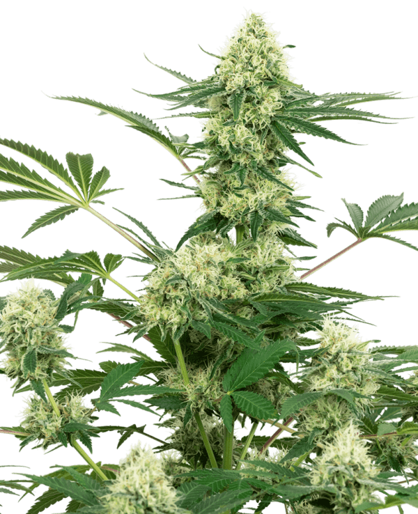 Wedding Cheesecake Feminised Seeds by White Label Seed Company