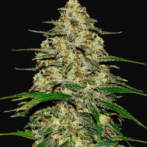 Wedding Cheesecake Auto Feminised Seeds by FastBuds