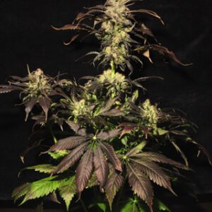 White Berry Feminised Seeds by Paradise Seeds