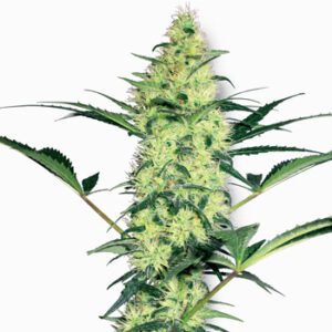 White Diesel Feminised Seeds by White Label Seed Company