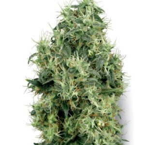 White Gold Feminised Seeds by White Label Seed Company