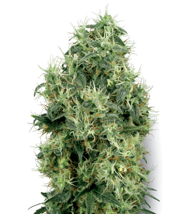 White Gold Feminised Seeds by White Label Seed Company
