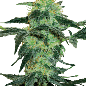 White Ice Regular Seeds by White Label Seed Company