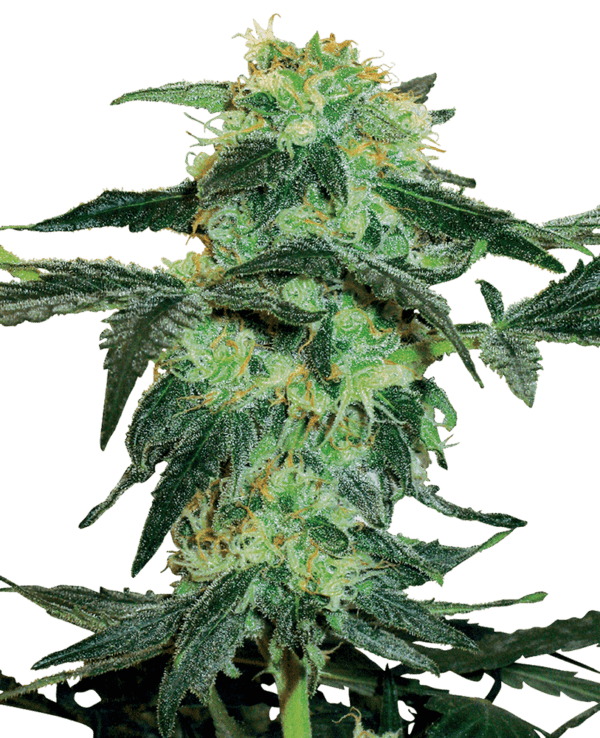 White Ice Regular Seeds by White Label Seed Company