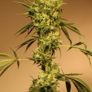 White Jewel Regular Seeds by Exotic Seed