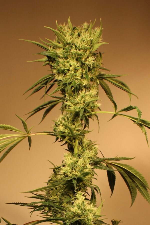 White Jewel Regular Seeds by Exotic Seed