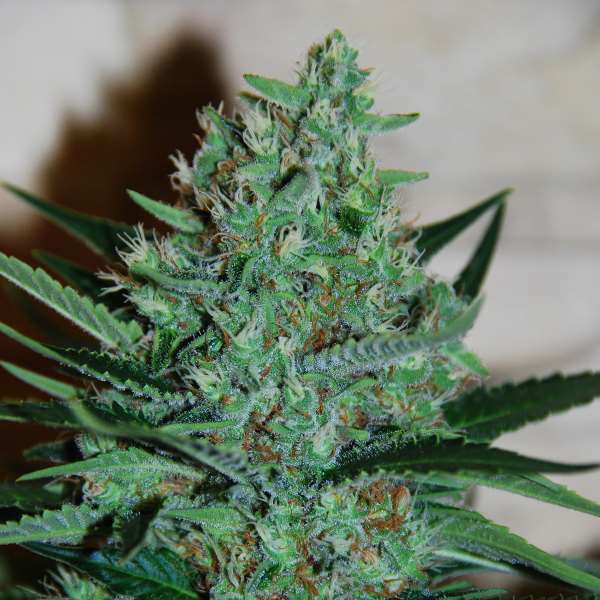 White Lavender Feminised Seeds by G13 Labs