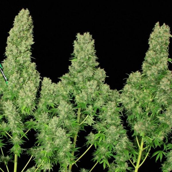 White Russian Feminised Seeds by Serious Seeds