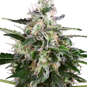 Auto White Skunk Feminised Seeds by White Label Seed Company