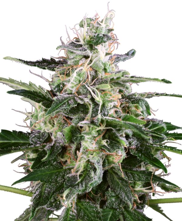 Auto White Skunk Feminised Seeds by White Label Seed Company