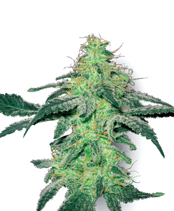 White Skunk Feminised Seeds by White Label Seed Company