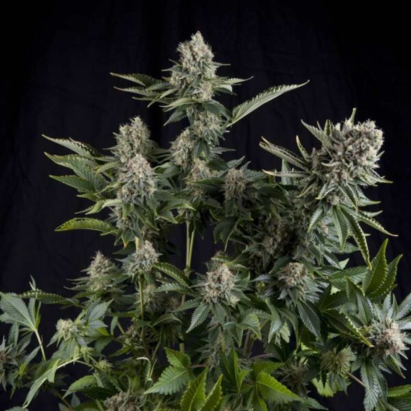 White Widow Feminised Seeds by Pyramid Seeds