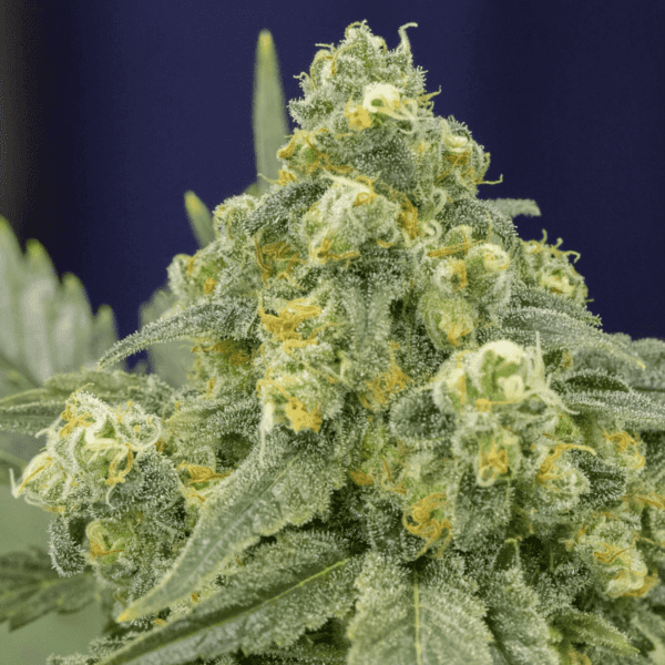 White Widow Feminised Seeds by Silent Seeds