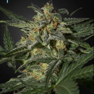 White Widow CBD Auto Feminised Seeds by Greenhouse Seed Co.
